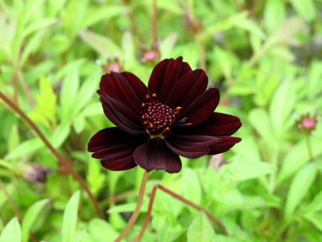 チョコレートコスモスの育て方!種まき・植え替えの時期やコツを紹介!のイメージ