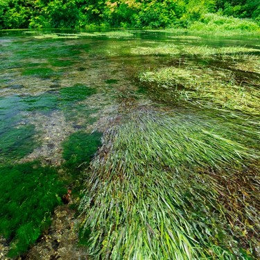 ナガバオモダカとは？花も咲かせられる上手な植え方・管理方法は？