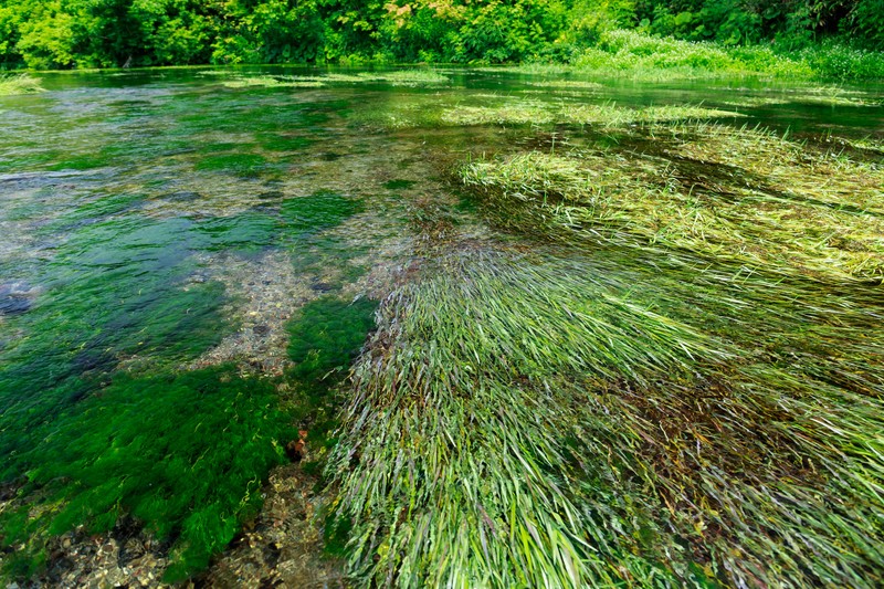 ナガバオモダカとは?花も咲かせられる上手な植え方・管理方法は?