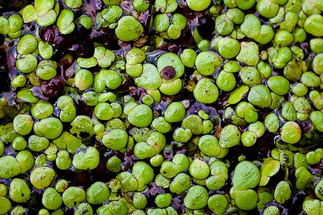 アマゾンフロッグピットの育て方!根が溶ける・葉が茶色くなる原因は?のイメージ
