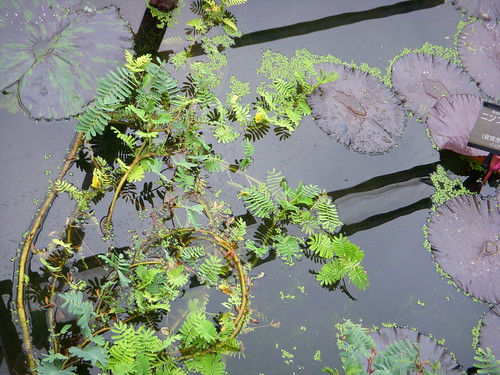 サンショウモとは?特徴・育て方をご紹介!オオサンショウモとの違いは?