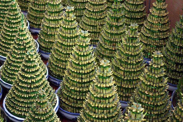 ミリオンバンブーの育て方!挿し木での増やし方や植え替えのコツを紹介