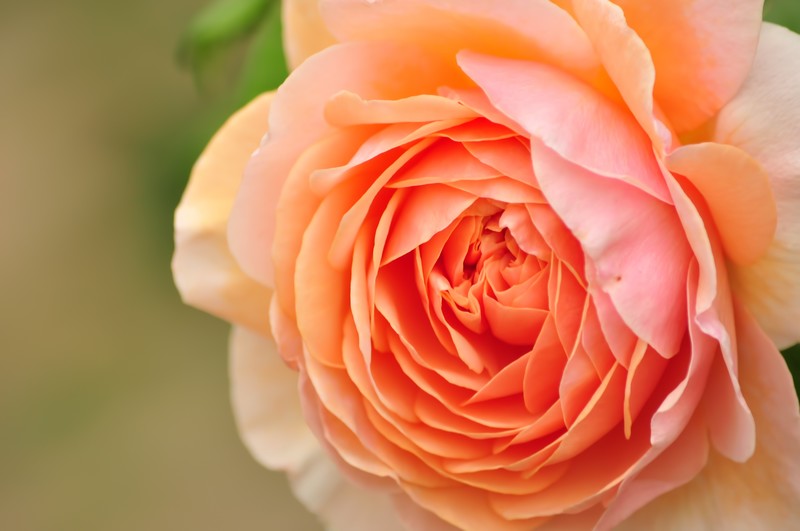 バラの苗にはどんな種類がある?大苗と新苗の違いや育てやすさを解説!