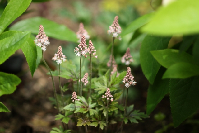 ティアレラとは？特徴や育て方のコツをご紹介！ヒューケラとの違いは？