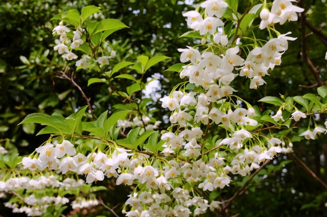 エゴノキとは？特徴や育て方をご紹介！シンボルツリーには向いている？