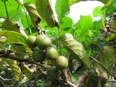 サルナシとは?花や実の特徴や育て方からおいしい食べ方までご紹介!
