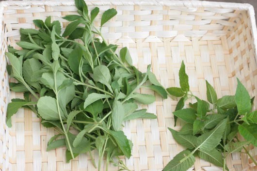 ステビアとは?特徴や使い方・育て方を解説!収穫方法やタイミングは?