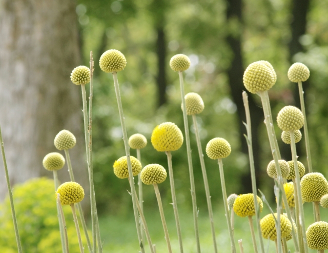 クラスペディアの育て方!冬越し・夏越しで気を付けたいポイントは?