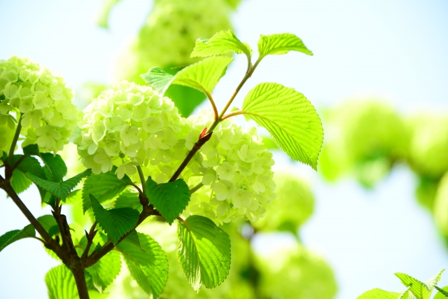 オオデマリとは?人気の品種や寄せ植えなど利用法のアイデアも紹介!