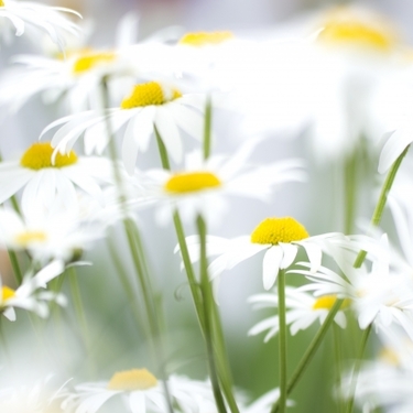 シャスターデージーの育て方！花後の管理や植え付けのポイントを解説