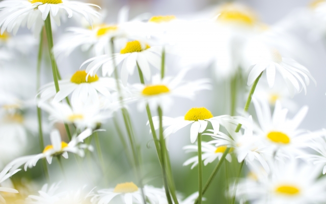 シャスターデージーの育て方！花後の管理や植え付けのポイントを解説