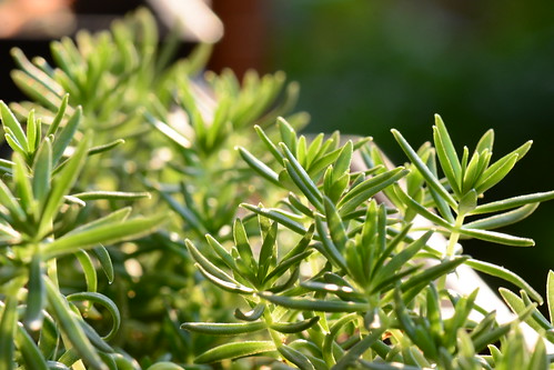 ミルクブッシュとは？名前の由来や特徴、基本的な管理方法まで紹介！