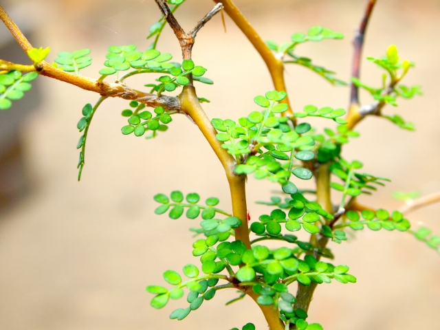 ソフォラの育て方！切り戻し剪定の場所・時期や枯らさないコツを紹介！のイメージ