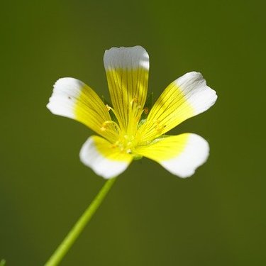 リムナンテスとは？適した用土は何？花の特徴や基本の育て方を紹介！