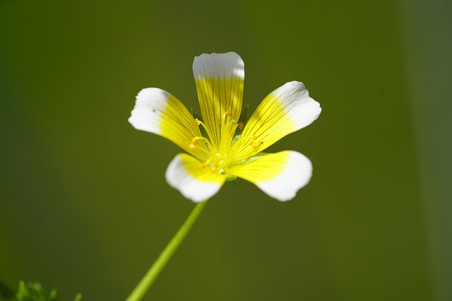 リムナンテスとは?適した用土は何?花の特徴や基本の育て方を紹介!