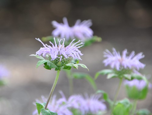 モナルダの育て方！剪定・種まきなど手入れのタイミングやコツを解説のイメージ