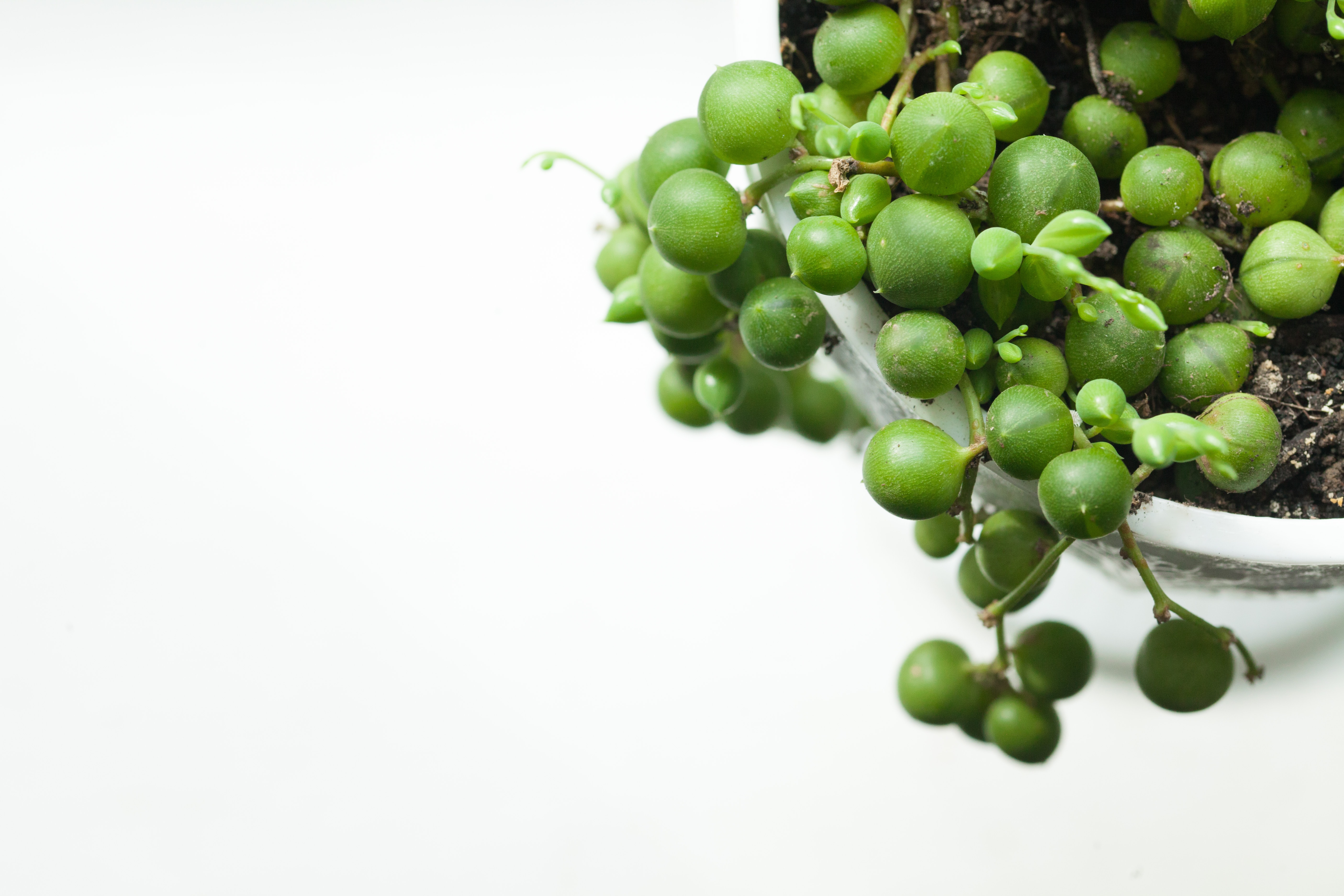 グリーンネックレスとは?品種・特徴や寄せ植えのアイデアを紹介!のイメージ