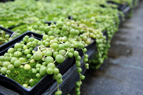 グリーンネックレスの育て方!おすすめの用土や植え替えのコツを紹介!のイメージ