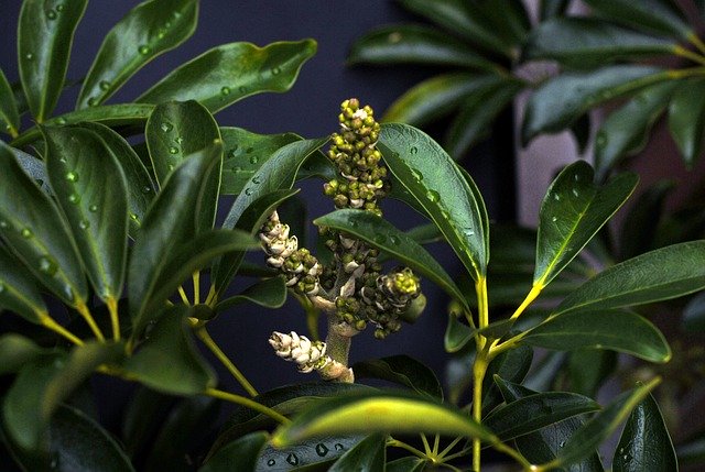 シェフレラとは?斑入りなどの人気品種やそれぞれの特徴をご紹介!のイメージ