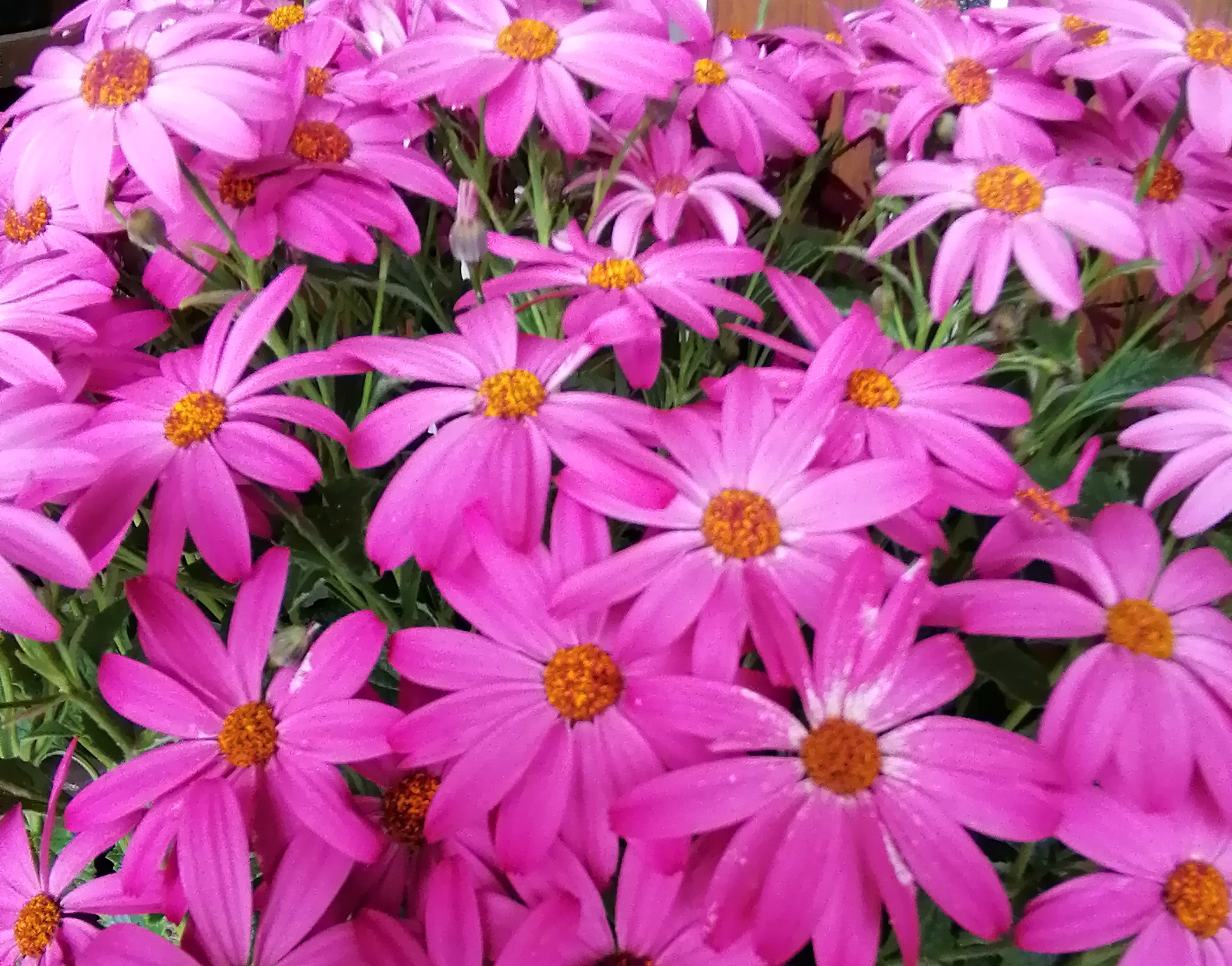 木立性セネシオとは?品種・特徴や挿し芽などの増やし方などを紹介!