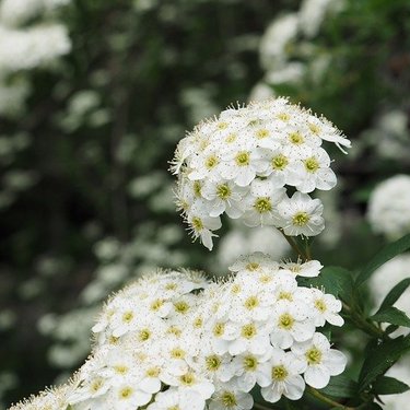 コデマリ（小手毬）の育て方！かかりやすい病気・害虫とその対策は？