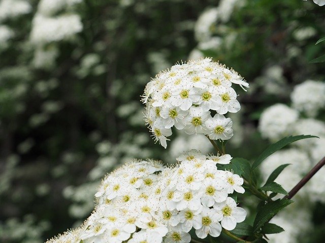 コデマリ(小手毬)の育て方!かかりやすい病気・害虫とその対策は?のイメージ