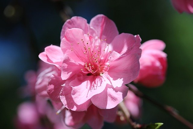 ハナモモ(花桃)の育て方!施肥や剪定の仕方などの管理方法を解説!