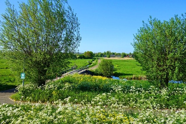 ピメレア・ピソディスとは?花言葉や挿し木での増やし方などを紹介!