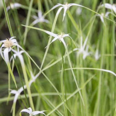 シラサギカヤツリとは？花を咲かせる上手な植え方・管理のコツは？