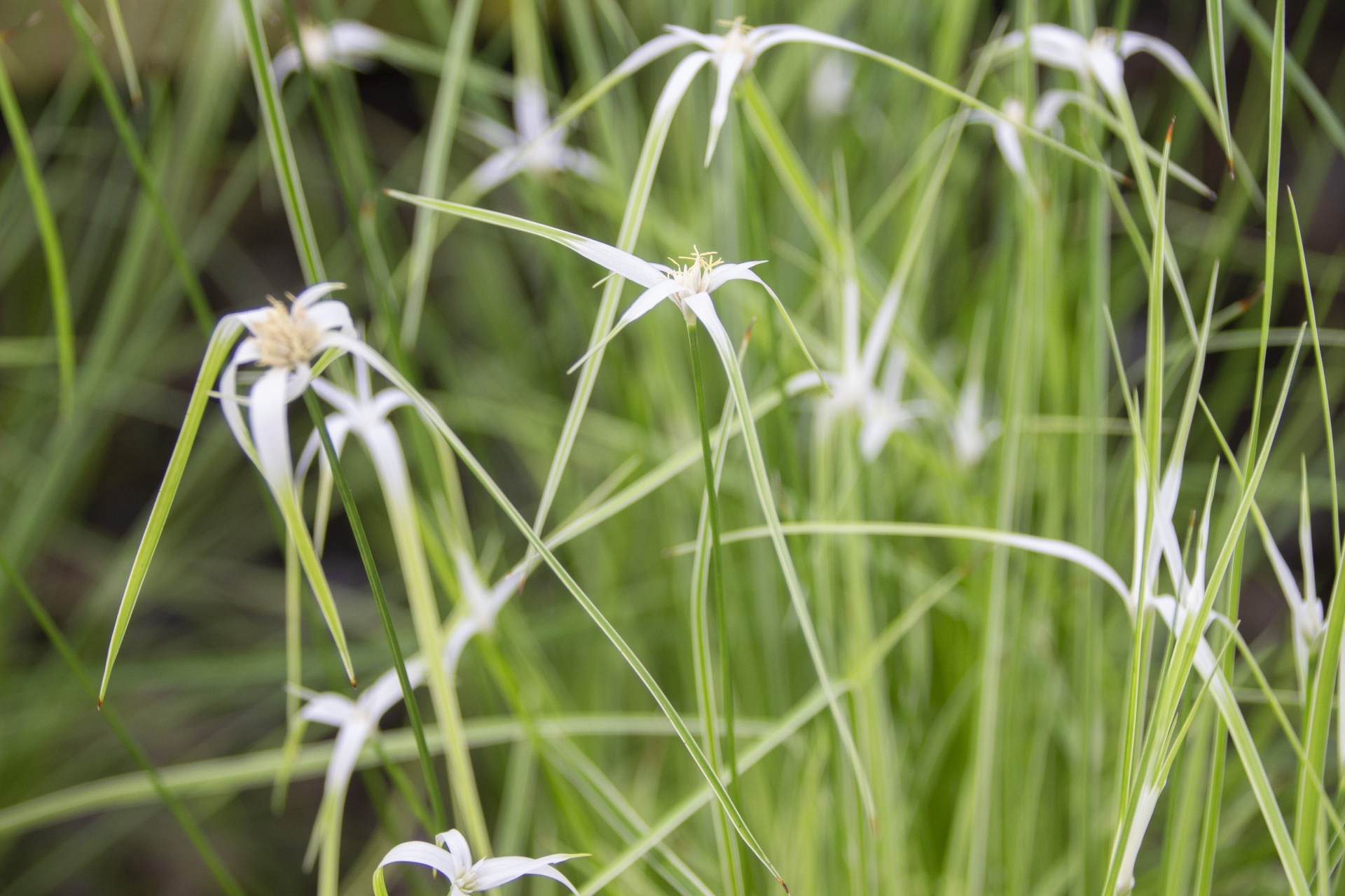 シラサギカヤツリとは？花を咲かせる上手な植え方・管理のコツは？