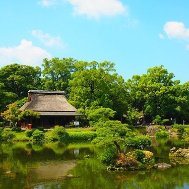 槙（マキ）とは？生垣・庭木としての管理方法や手入れの仕方を紹介！