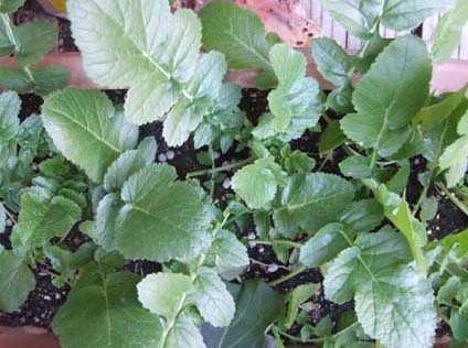 葉大根の育て方!プランターでも育てられる?種まきからの育て方を紹介