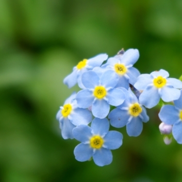 ミオソティスとは？花の特徴や挿し木での増やし方、管理方法を紹介！