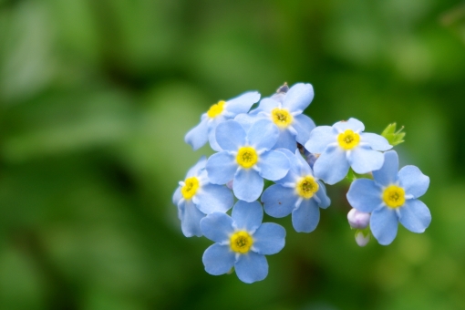 ミオソティスとは?花の特徴や挿し木での増やし方、管理方法を紹介!