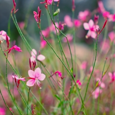 ガウラの育て方！花がら摘みや植え替えのやり方・タイミングを紹介！