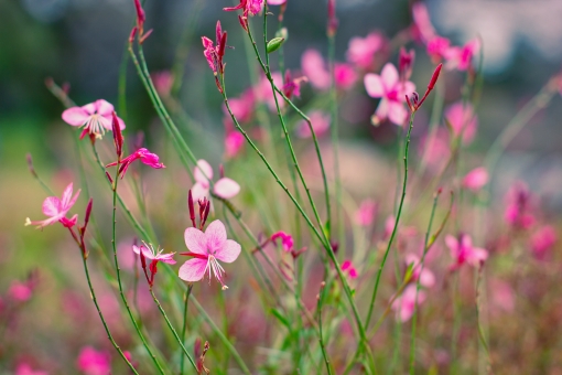 ガウラの育て方!花がら摘みや植え替えのやり方・タイミングを紹介!のイメージ