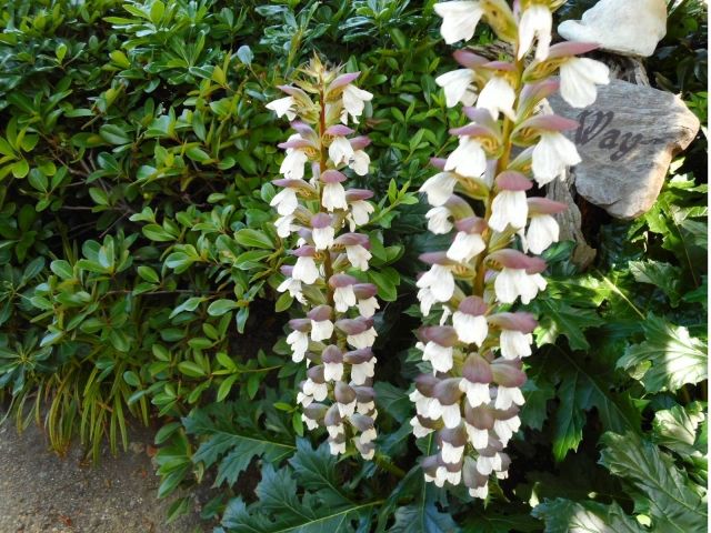 アカンサスってどんな植物?花言葉などの特徴や見分け方をご紹介!のイメージ