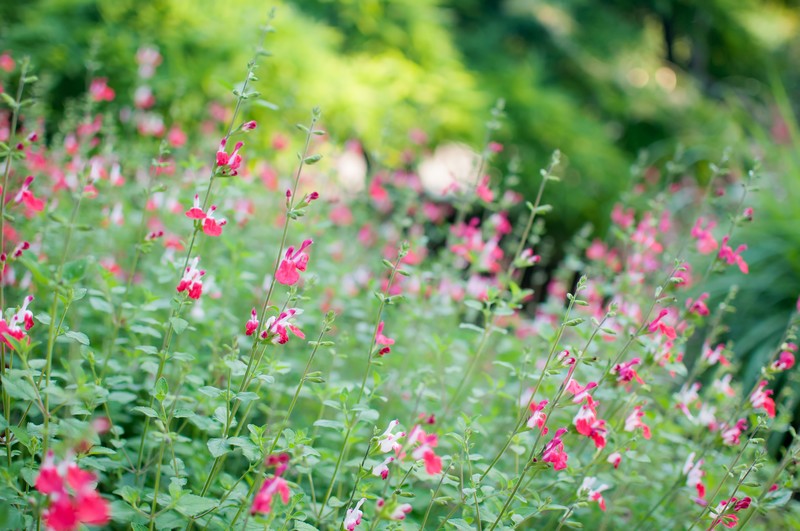 ガーデンシュレッダーとは?機能や使い勝手を解説!どんな人におすすめ?