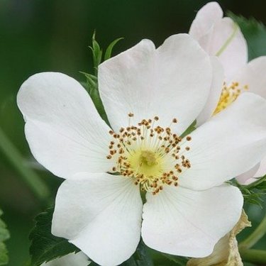 ノイバラ（野薔薇）とは？花言葉などの特徴や上手な育て方をご紹介！