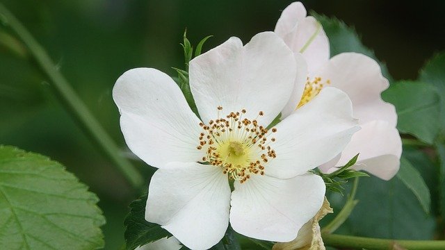 ノイバラ（野薔薇）とは？花言葉などの特徴や上手な育て方をご紹介！