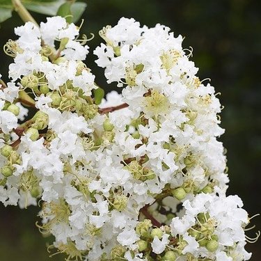 百日紅（サルスベリ）とは？花言葉などの特徴や種類・育て方を解説！