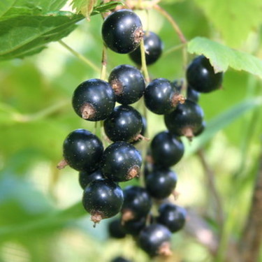 カシスとは何か？どんな植物？お酒で有名な理由や効果・効能を紹介！