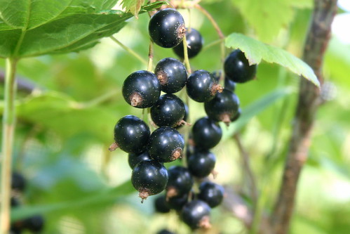 カシスとは何か?どんな植物?お酒で有名な理由や効果・効能を紹介!のイメージ
