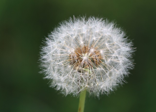 タンポポの綿毛を保存できる?ドライフラワーの作り方や飾り方をご紹介!