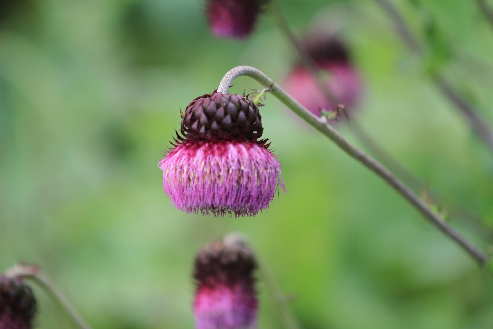 フジアザミとは?葉・花の特徴や基本の育て方を紹介!食用の部分は?