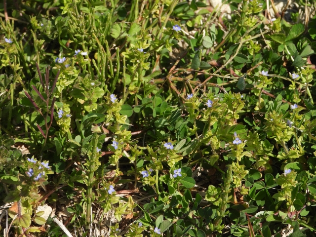 タチイヌノフグリとは?オオイヌノフグリなど似た花との違いを解説!