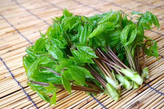 コシアブラとは?山菜の女王とも呼ばれる植物の概要と食べ方をご紹介!