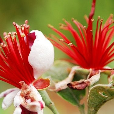 フェイジョアってどんな果樹？花や緑色の実の特徴や種類などを紹介！