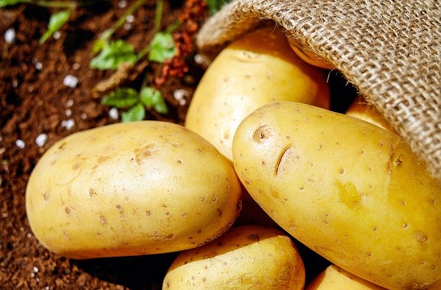 袋栽培とは?ベランダを汚さず野菜を育てる方法やおすすめ商品を紹介