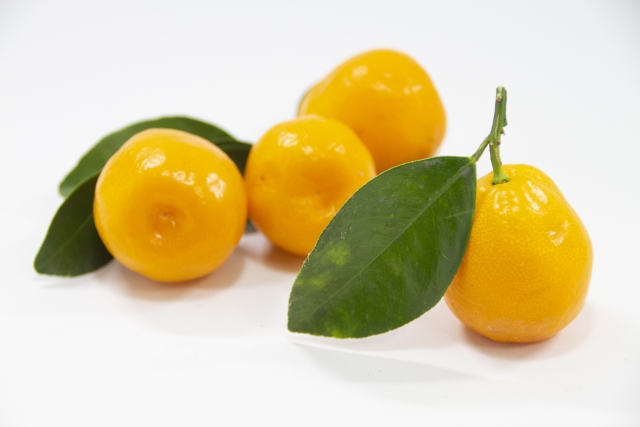 キンカン(金柑)の育て方!植え方や鉢植えでの手入れの仕方を紹介